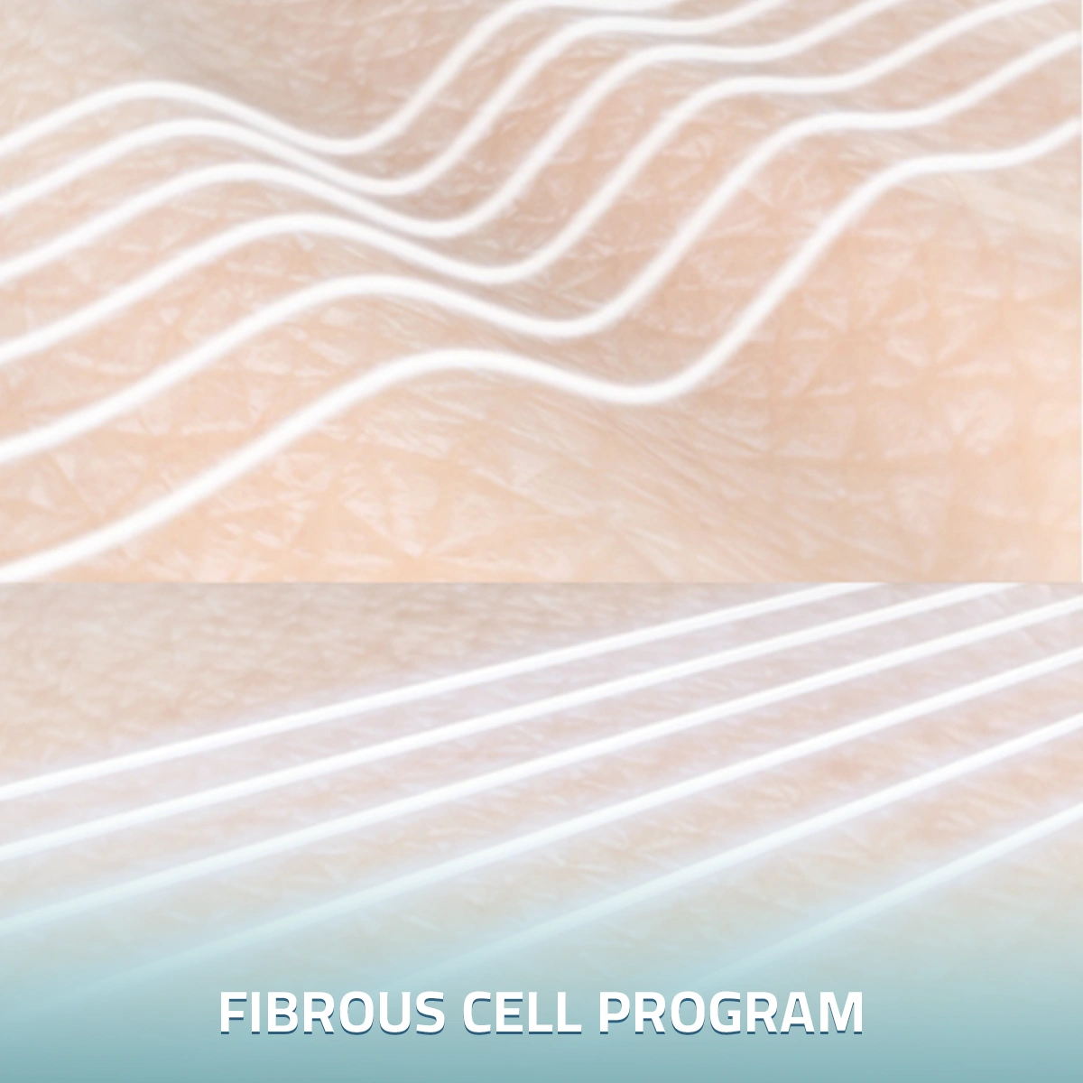 Fibrous-Cell-Program