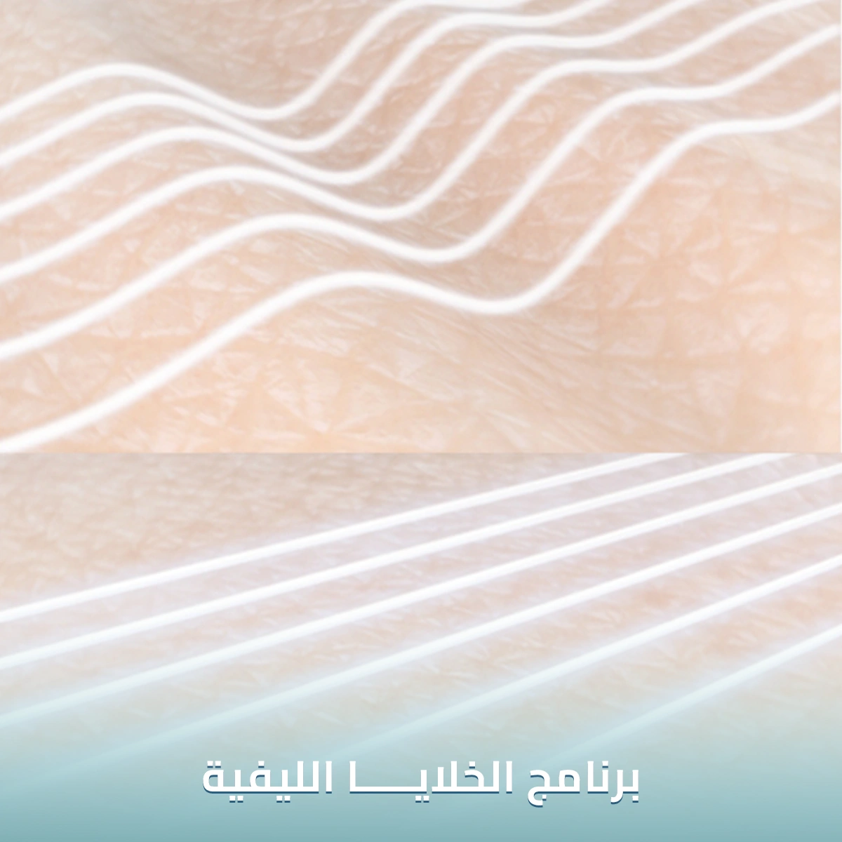 برنامج-الخلايا-الليفية